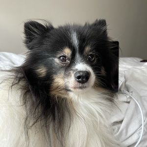 Meet your Posher, Daphne l